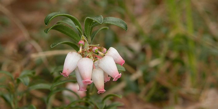 Uva ursi flor